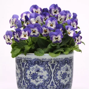 Sorbet Delft Blue Viola Seeds - Cold Resistant, Self-Pollinating - 25 Seeds - Image 15