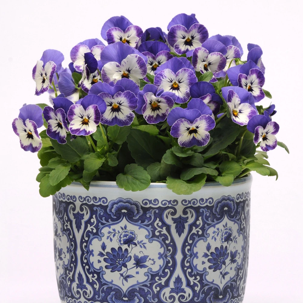 Sorbet Delft Blue Viola Seeds - Cold Resistant, Self-Pollinating - 25 Seeds - Image 15