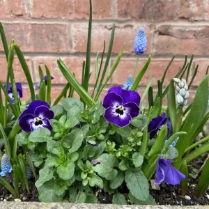 Sorbet Delft Blue Viola Seeds - Cold Resistant, Self-Pollinating - 25 Seeds - Image 2
