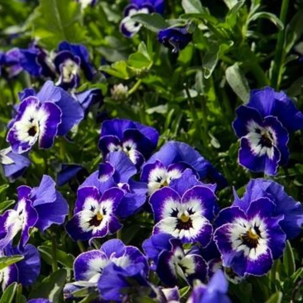 Sorbet Delft Blue Viola Seeds - Cold Resistant, Self-Pollinating - 25 Seeds - Image 3