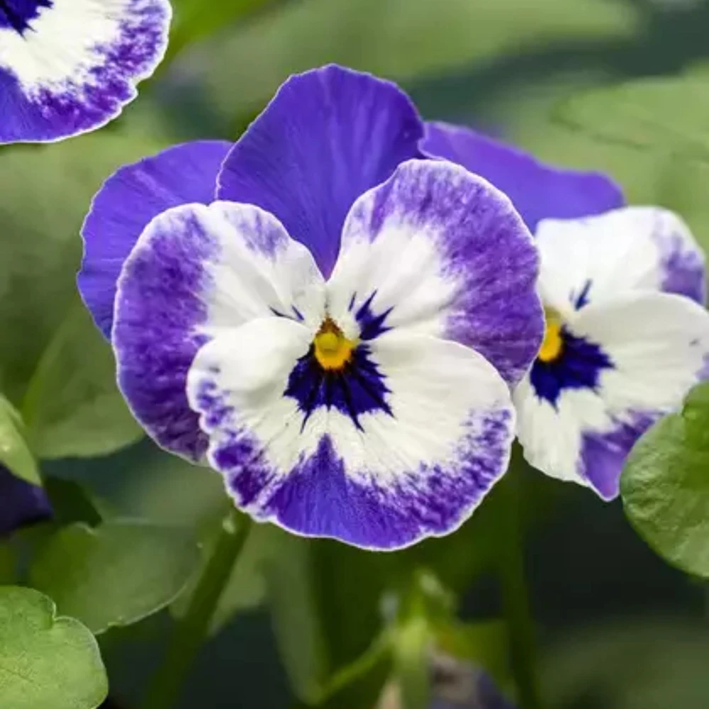 Sorbet Delft Blue Viola Seeds - Cold Resistant, Self-Pollinating - 25 Seeds - Image 4