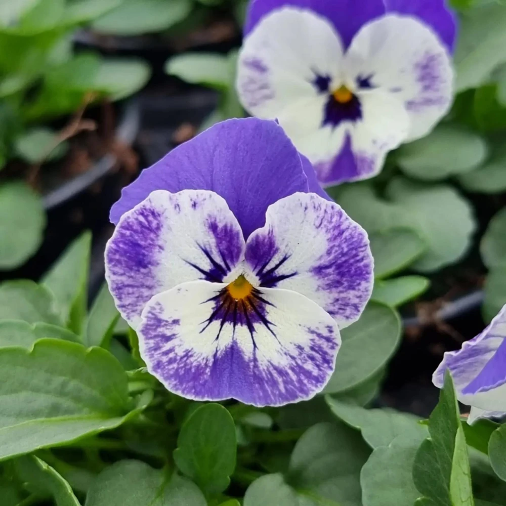 Sorbet Delft Blue Viola Seeds - Cold Resistant, Self-Pollinating - 25 Seeds - Image 5
