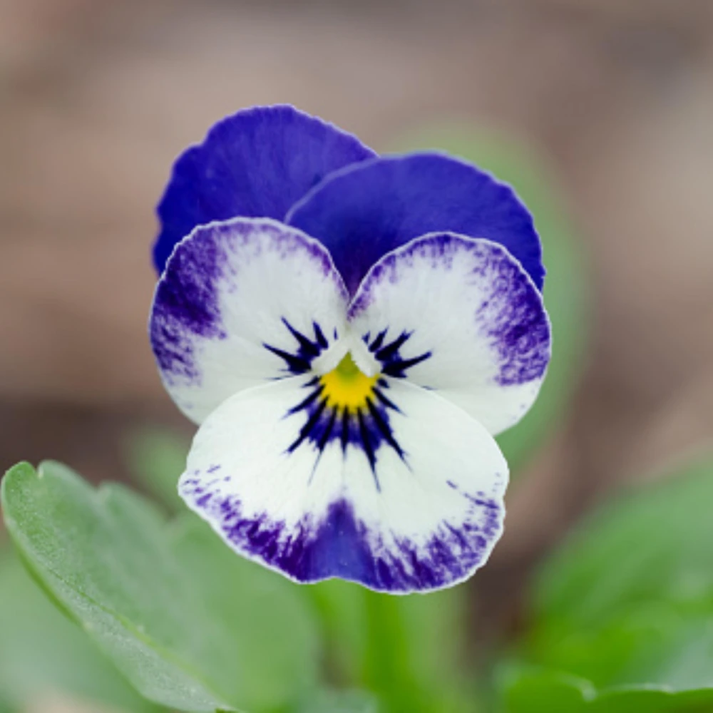 Sorbet Delft Blue Viola Seeds - Cold Resistant, Self-Pollinating - 25 Seeds - Image 6