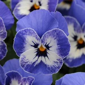 Sorbet Delft Blue Viola Seeds - Cold Resistant, Self-Pollinating - 25 Seeds - Image 7