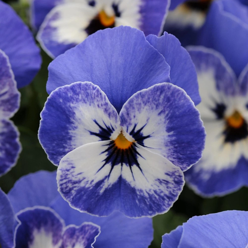 Sorbet Delft Blue Viola Seeds - Cold Resistant, Self-Pollinating - 25 Seeds - Image 7