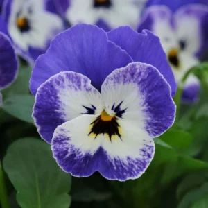 Sorbet Delft Blue Viola Seeds - Cold Resistant, Self-Pollinating - 25 Seeds - Image 8