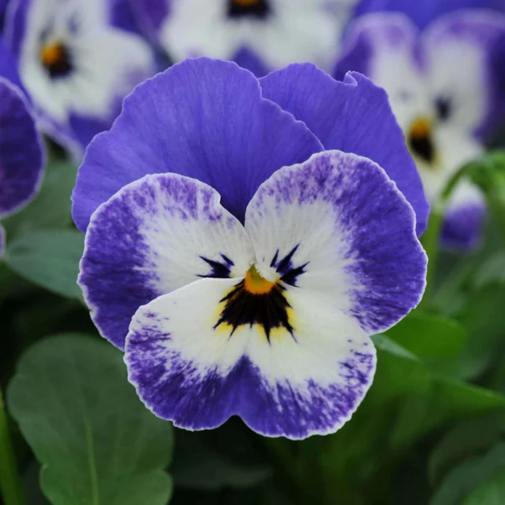 Sorbet Delft Blue Viola Seeds - Cold Resistant, Self-Pollinating - 25 Seeds - Image 8