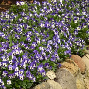 Sorbet Delft Blue Viola Seeds - Cold Resistant, Self-Pollinating - 25 Seeds - Image 9