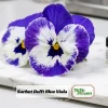 Sorbet Delft Blue Viola Seeds - Cold Resistant, Self-Pollinating - 25 Seeds - Image 1