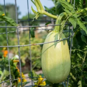 Spaghetti Winter Squash Seeds - Heirloom Non-GMO Vegetable, 25 Seeds - Image 11