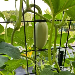 Spaghetti Winter Squash Seeds - Heirloom Non-GMO Vegetable, 25 Seeds - Image 13