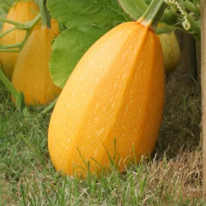 Spaghetti Winter Squash Seeds - Heirloom Non-GMO Vegetable, 25 Seeds - Image 14