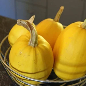 Spaghetti Winter Squash Seeds - Heirloom Non-GMO Vegetable, 25 Seeds - Image 2