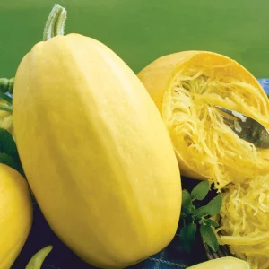 Spaghetti Winter Squash Seeds - Heirloom Non-GMO Vegetable, 25 Seeds - Image 5