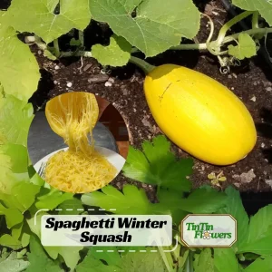 Spaghetti Winter Squash Seeds - Heirloom Non-GMO Vegetable, 25 Seeds - Image 1