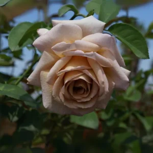 Spiced Coffee Hybrid Tea Rose Seeds - 30+ Perennial Flower Seeds for Garden - Image 10