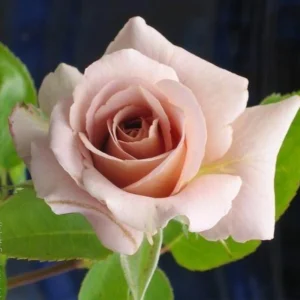 Spiced Coffee Hybrid Tea Rose Seeds - 30+ Perennial Flower Seeds for Garden - Image 11
