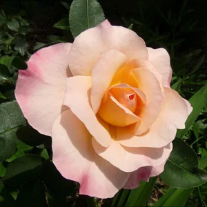 Spiced Coffee Hybrid Tea Rose Seeds - 30+ Perennial Flower Seeds for Garden - Image 12