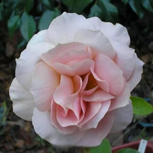 Spiced Coffee Hybrid Tea Rose Seeds - 30+ Perennial Flower Seeds for Garden - Image 13