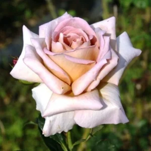 Spiced Coffee Hybrid Tea Rose Seeds - 30+ Perennial Flower Seeds for Garden - Image 14