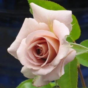 Spiced Coffee Hybrid Tea Rose Seeds - 30+ Perennial Flower Seeds for Garden - Image 15