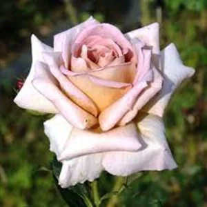 Spiced Coffee Hybrid Tea Rose Seeds - 30+ Perennial Flower Seeds for Garden - Image 2