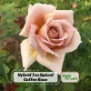 Spiced Coffee Hybrid Tea Rose Seeds - 30+ Perennial Flower Seeds for Garden - Image 1