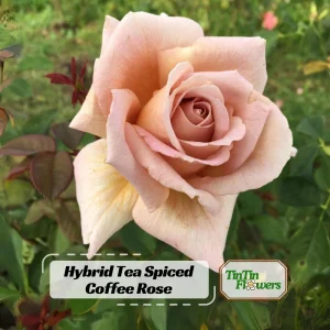 Spiced Coffee Hybrid Tea Rose Seeds - 30+ Perennial Flower Seeds for Garden - Image 1