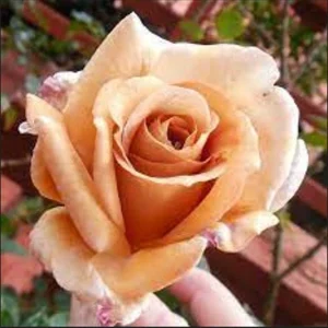 Spiced Coffee Hybrid Tea Rose Seeds - 30+ Perennial Flower Seeds for Garden - Image 3