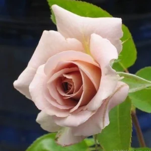 Spiced Coffee Hybrid Tea Rose Seeds - 30+ Perennial Flower Seeds for Garden - Image 4
