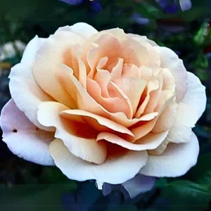 Spiced Coffee Hybrid Tea Rose Seeds - 30+ Perennial Flower Seeds for Garden - Image 5