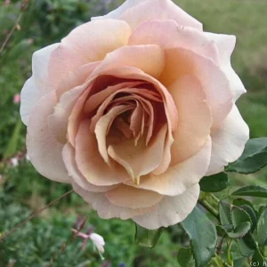 Spiced Coffee Hybrid Tea Rose Seeds - 30+ Perennial Flower Seeds for Garden - Image 6