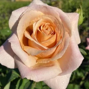 Spiced Coffee Hybrid Tea Rose Seeds - 30+ Perennial Flower Seeds for Garden - Image 7