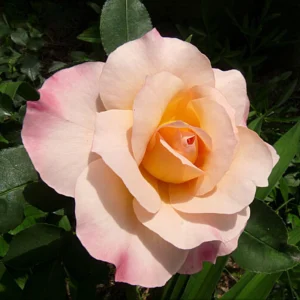 Spiced Coffee Hybrid Tea Rose Seeds - 30+ Perennial Flower Seeds for Garden - Image 8