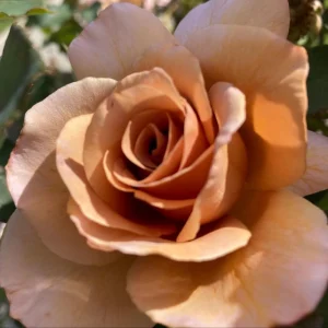 Spiced Coffee Hybrid Tea Rose Seeds - 30+ Perennial Flower Seeds for Garden - Image 9