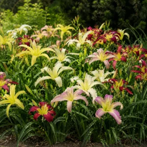 Spider Daylily Mix Seeds - Hemerocallis hybrida - Unique Spider Form Blooms - 20 Seeds - Image 7