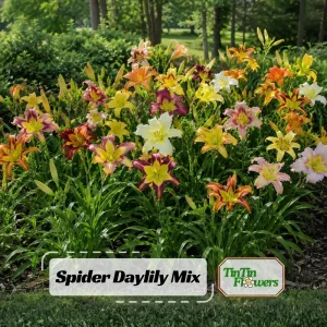 Spider Daylily Mix Seeds - Hemerocallis hybrida - Unique Spider Form Blooms - 20 Seeds - Image 1