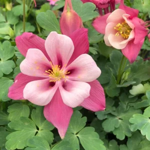 Star Columbine Seeds - 25 Seeds - Cold Resistant, Pollinator Attractor - Image 14