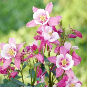Star Columbine Seeds - 25 Seeds - Cold Resistant, Pollinator Attractor - Image 3