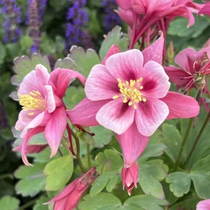 Star Columbine Seeds - 25 Seeds - Cold Resistant, Pollinator Attractor - Image 5