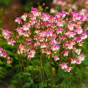 Star Columbine Seeds - 25 Seeds - Cold Resistant, Pollinator Attractor - Image 6