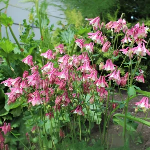 Star Columbine Seeds - 25 Seeds - Cold Resistant, Pollinator Attractor - Image 8