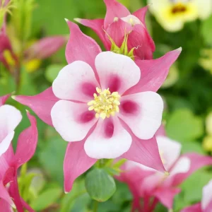 Star Columbine Seeds - 25 Seeds - Cold Resistant, Pollinator Attractor - Image 9