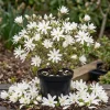 Star Magnolia Shrub Tree Live Plant 1-1.5 Ft Tall in Gallon Pot, Fragrant White Blooms, Outdoor Deciduous - Image 1