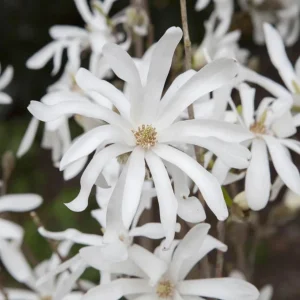 Star Magnolia Shrub Tree Live Plant 1-1.5 Ft Tall in Gallon Pot, Fragrant White Blooms, Outdoor Deciduous - Image 5