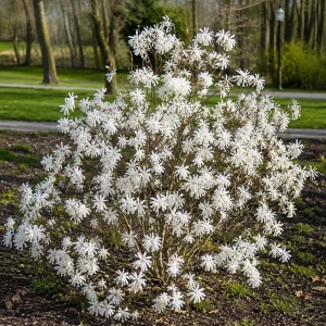 Star Magnolia Shrub Tree Live Plant 1-1.5 Ft Tall in Gallon Pot, Fragrant White Blooms, Outdoor Deciduous - Image 6