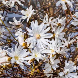 Star Magnolia Shrub Tree Live Plant, Fragrant White Blooms, 6-12 inches Tall, Outdoor - Image 2
