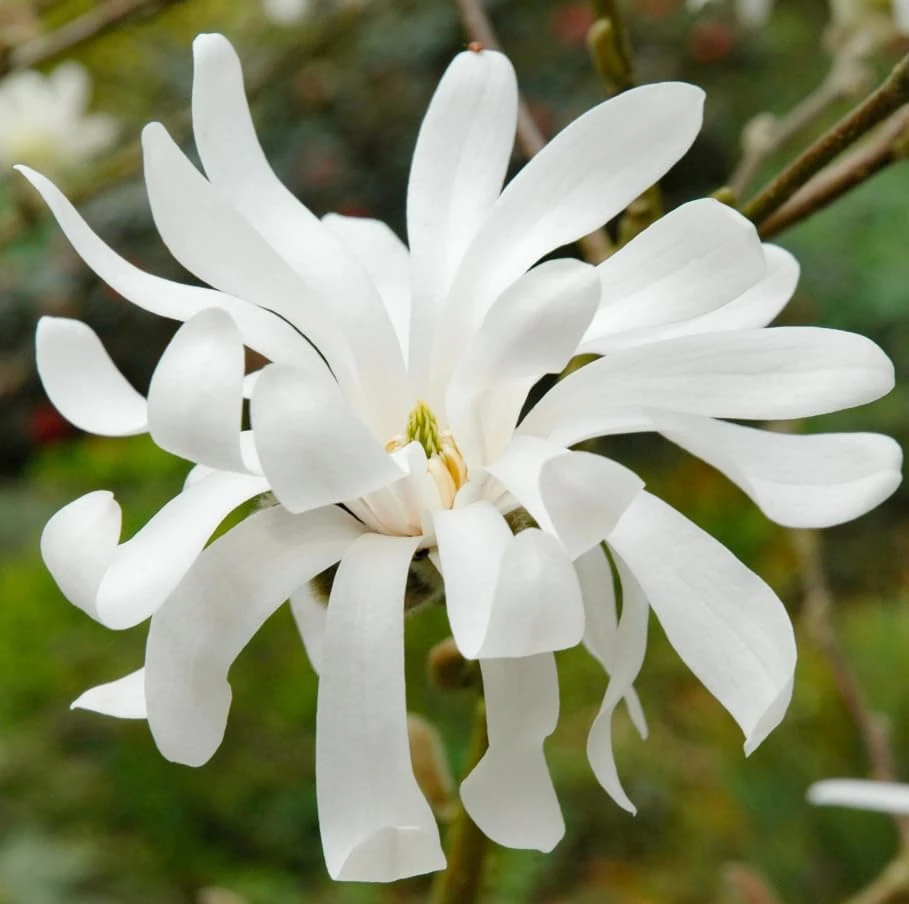 Star Magnolia Shrub Tree Live Plant, Fragrant White Blooms, 6-12 inches Tall, Outdoor - Image 3