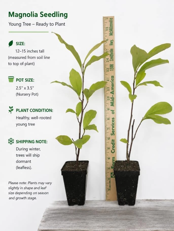 Star Magnolia Shrub Tree Live Plant, Fragrant White Blooms, 6-12 inches Tall, Outdoor - Image 6