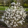 Star Magnolia Shrub Tree Live Plant, Fragrant White Blooms, 6-12 inches Tall, Outdoor - Image 1